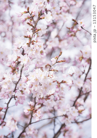 桜 桜 13153047