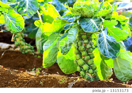 芽キャベツの畑 13153173
