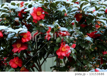 雪の中で咲き競う山茶花の花 13153686