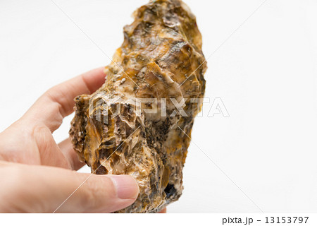 牡蠣 牡蠣 13153797