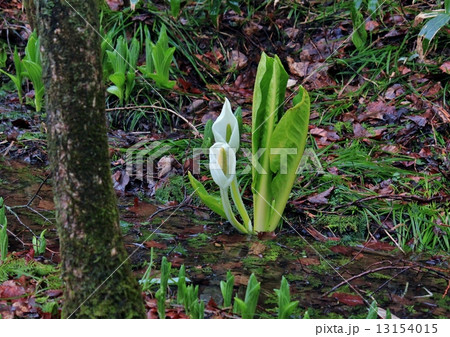 水辺に咲く清々しい水芭蕉の花 水辺に咲く清々しい水芭蕉の花 13154015