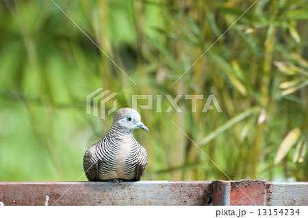 Turtledove 13154234