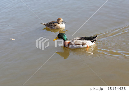 舎人公園の池のマガモのオスとオナガガモのメス 舎人公園の池のマガモのオスとオナガガモのメス 13154428