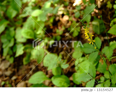 ヒメキンミズヒキ 13154527