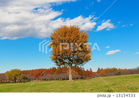 みさと公園の大きなトウカエデの紅葉と青空 13154533