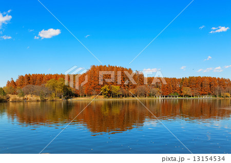 水元公園のメタセコイアの森と湖面に映える景観 13154534