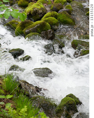 新緑の渓流 13155120