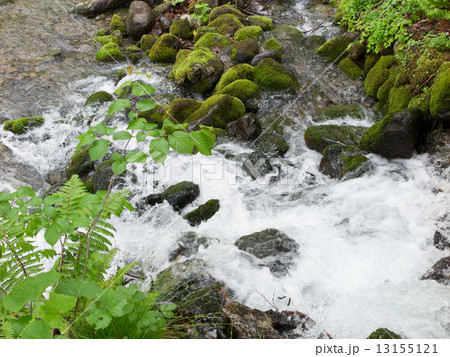 新緑の渓流 新緑の渓流 13155121