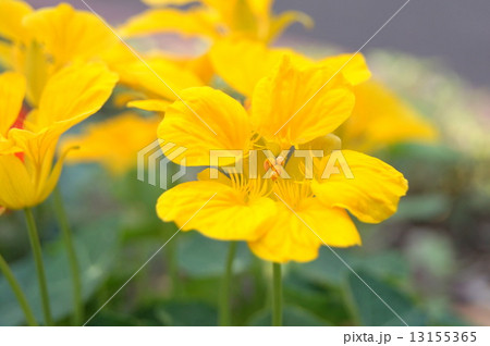 黄色いナスタチウム:金蓮花(キンレンカ) 黄色いナスタチウム:金蓮花(キンレンカ) 13155365