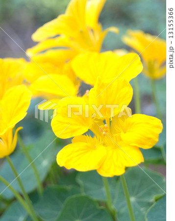 黄色いナスタチウム:金蓮花(キンレンカ) 黄色いナスタチウム:金蓮花(キンレンカ) 13155366