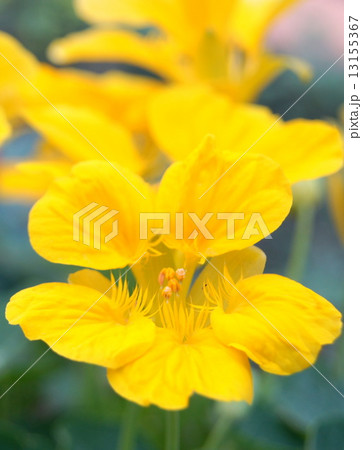 黄色いナスタチウム：金蓮花（キンレンカ） 13155367