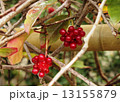 サネカズラ　赤い実 13155879