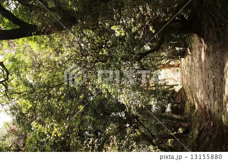 春日大社　上の禰宜道 13155880