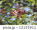 カナメモチの果実 13155911