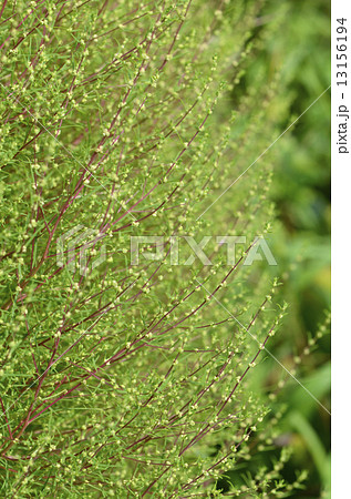 ホウキグサ(箒草) 13156194