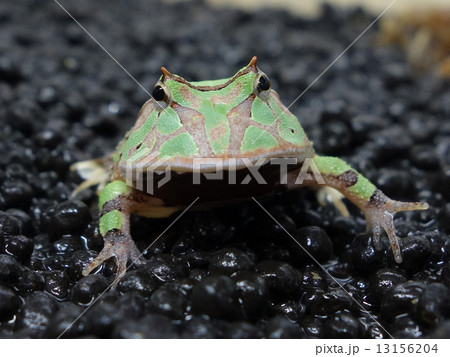 アマゾンツノガエル 13156204