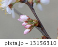 大島桜の蕾 13156310