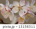 大島桜の花 13156311