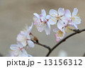 大島桜の花 13156312