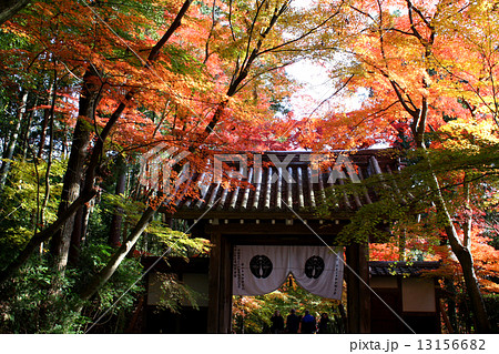 光明寺 紅葉 薬医門 光明寺 紅葉 薬医門 13156682