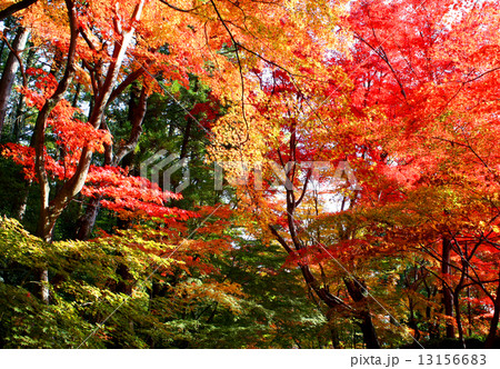 光明寺　紅葉 13156683