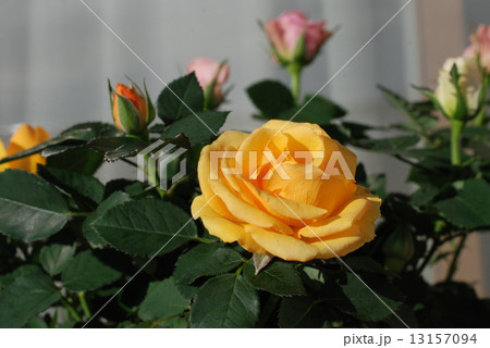 咲くミニバラ達 咲くミニバラ達 13157094