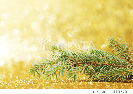 Fir branch 13157259