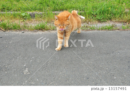 野良猫１０ 13157491