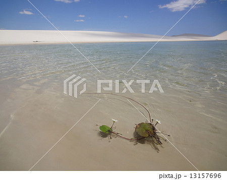 レンソイス・マラニャンセス国立公園 13157696