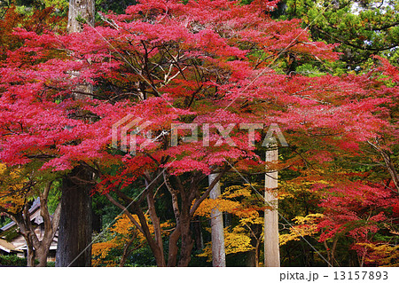 紅葉 紅葉 13157893