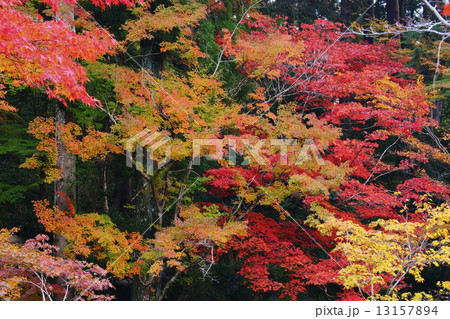 紅葉 紅葉 13157894