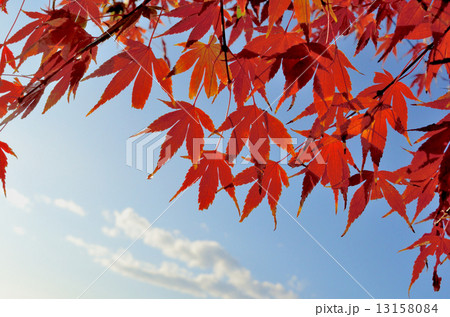 青空と紅葉 13158084