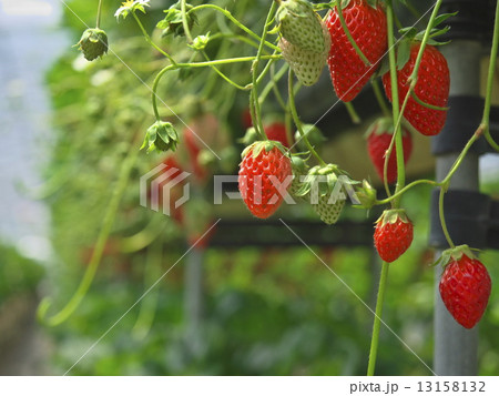いちご 13158132
