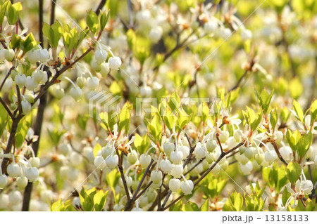 満開のドウダンツツジ(白) 満開のドウダンツツジ(白) 13158133