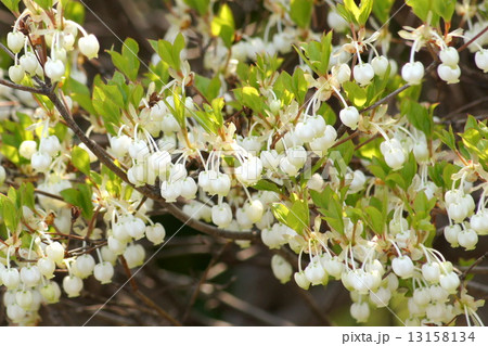 満開のドウダンツツジ（白） 13158134