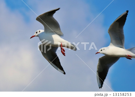 ユリカモメ 13158253