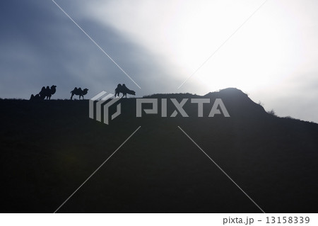 Camels at sunset 13158339