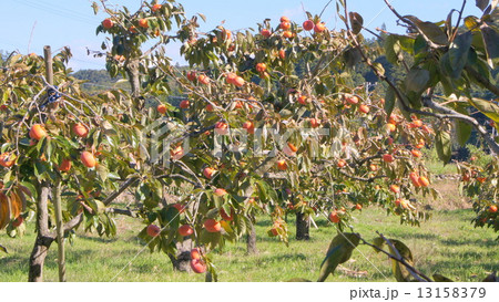 16：9　果樹園の柿（次郎柿） 13158379