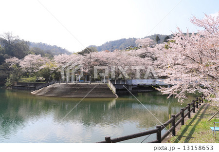 香川県三豊市財田町「戸川ダム公園」の桜 香川県三豊市財田町「戸川ダム公園」の桜 13158653