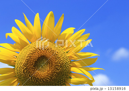 青空とヒマワリの花 13158916