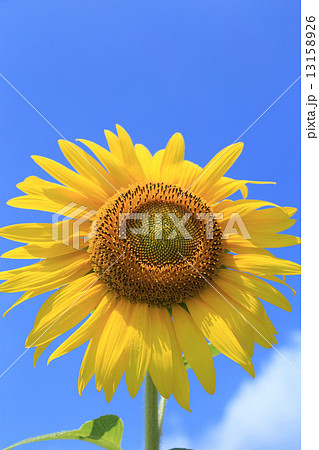 青空とヒマワリの花 13158926