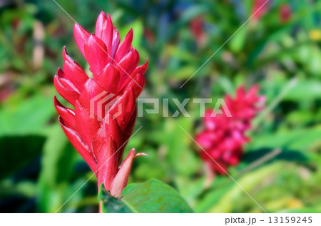 Alpinia, Red Ginger flower Alpinia, Red Ginger flower 13159245