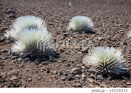 Silversword 13159315