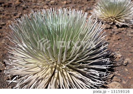 Silversword 13159316