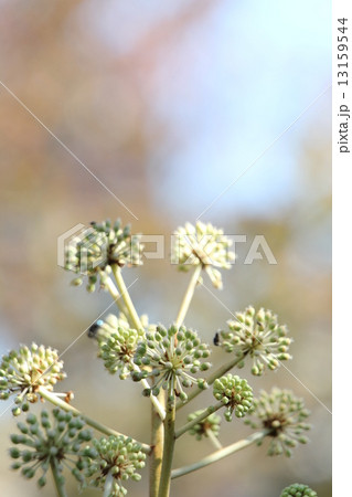 カンレンボク 13159544