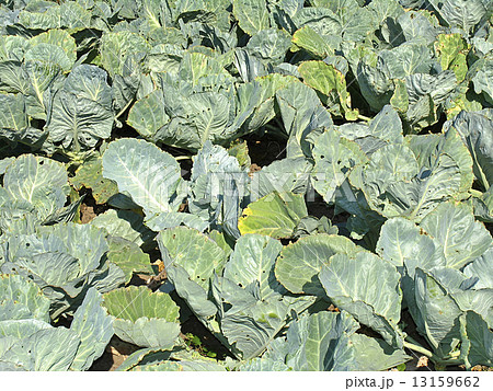 Bed with cabbage. Growing vegetables in garden Bed with cabbage. Growing vegetables in garden 13159662