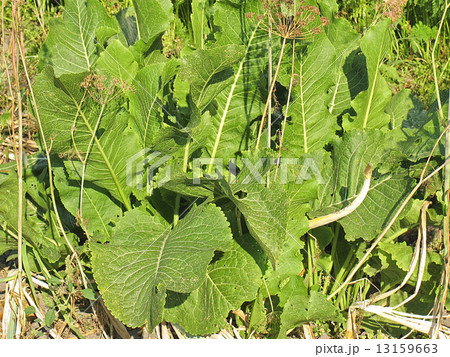 Green big leaves of horseradish. Growing vegetables in garden Green big leaves of horseradish. Growing vegetables in garden 13159663