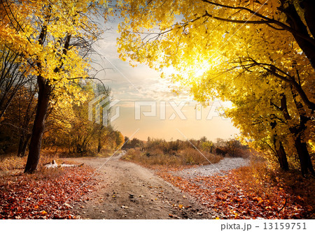 Maple forest 13159751