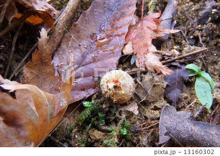 クチベニタケ群生 13160302