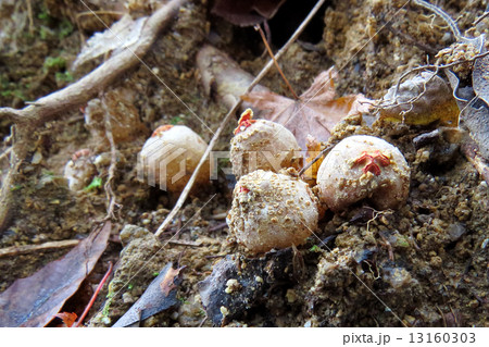 クチベニタケ群生 13160303